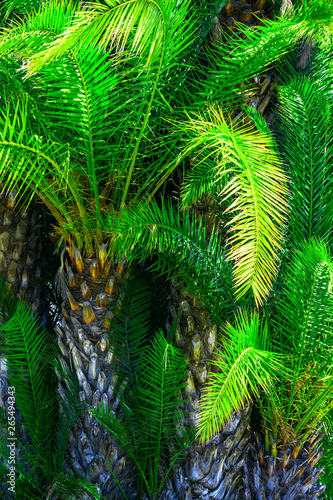 Thick palm trees jungle.Tropical nature greenery background. Saturated vibrant emerald green color. Natural foliage pattern from spiky dangling leaves. Sunlight leaks. Idyllic scenery paradise