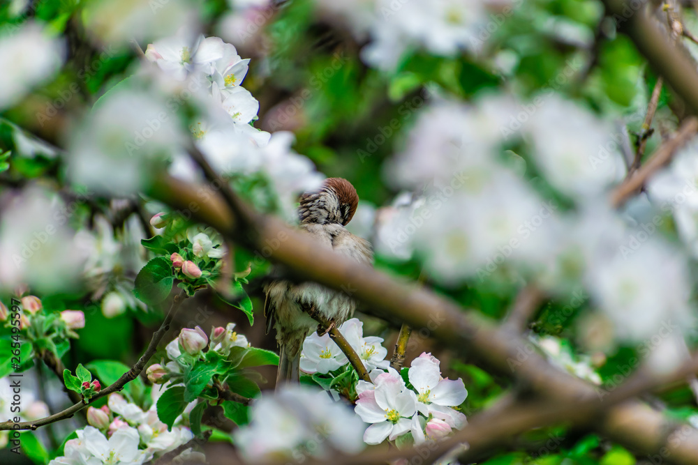 A timid brown small Sparrow sits on a branch, a bird in a thick flowering Apple tree. Wild and free nature. Patching animal, photo animalism. A timid brown small Sparrow sits on a branch, a bird in a thick flowering Apple tree. Wild and free nature. Patching animal, photo animalism.