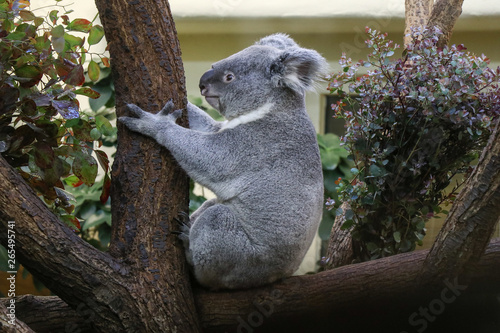 Photography koala in tree