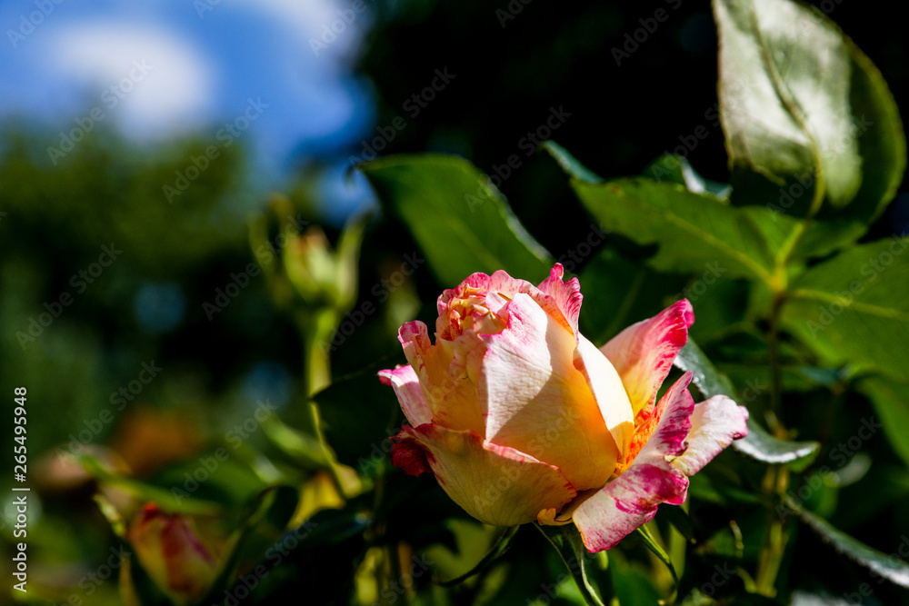 Rose 2 Rose 2