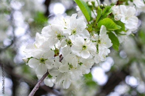 branch of cherry tree with white flowers
