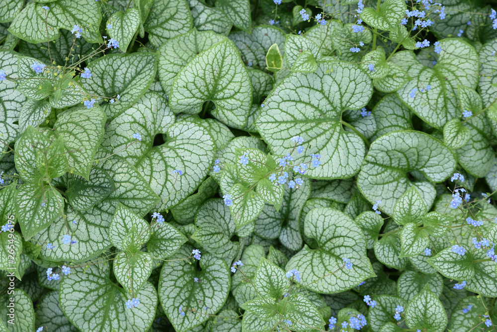 Brunnera macrophylla au jardin au printemps Brunnera macrophylla au jardin au printemps