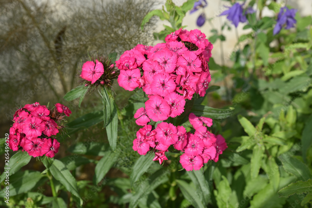 Fototapeta premium Dianthus barbatus rose