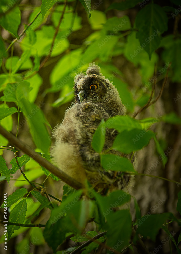 Young owl