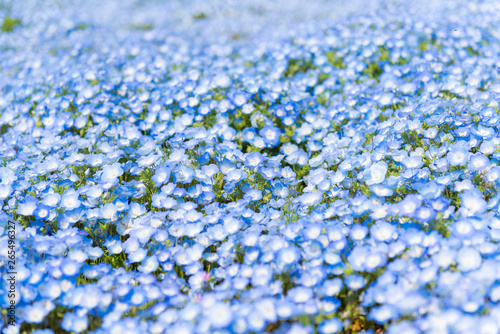 Nemophila