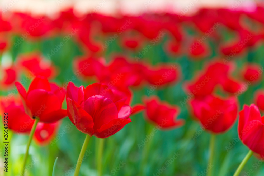 Obraz premium tulip