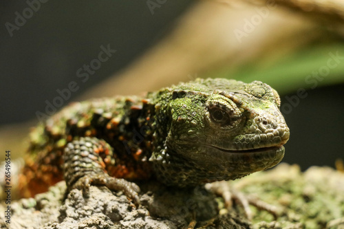close up of green lizard