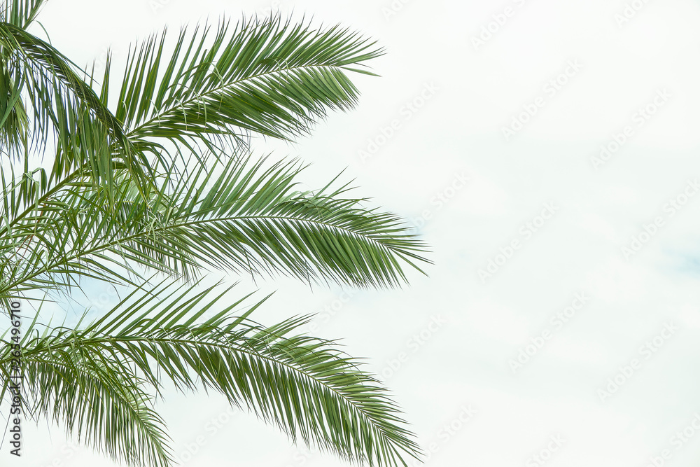 Summer palm tree branches and leaves on sky background. Live tree in the park. Copy space for text