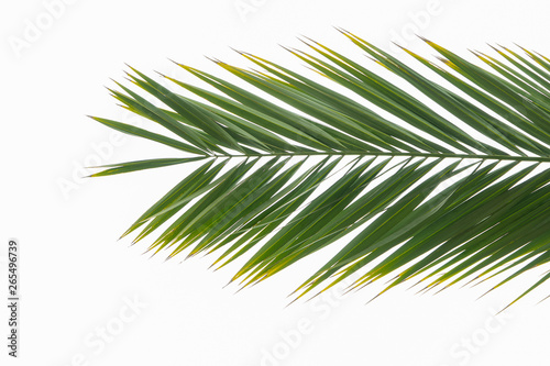 Tropical palm branch isolated on a white background. Summer is coming concept. Flat lay top view