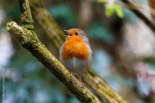 A close up of a singing Robin Redbreast in some woodland in the southwest of England (UK). photo