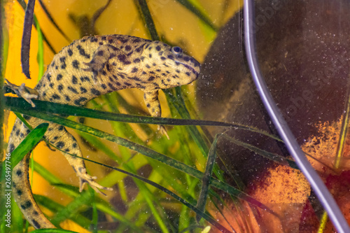 Spanish needle or ribbed newt, Amphibian animal living in an aquarium in the water and on land, slow and green, spotted colors. Home cold-water pet. photo