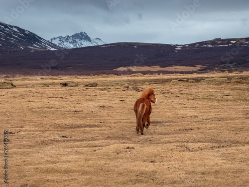 Iceland Horse play at their huge ground during winter time