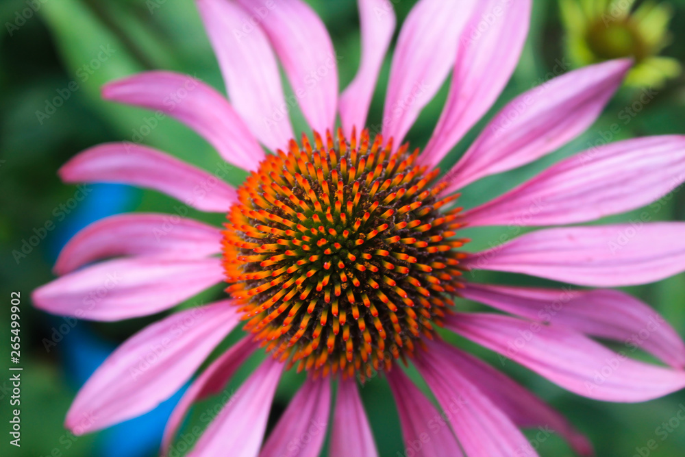 flowers in the summer garden, Echinacea flowers in the summer garden, Echinacea