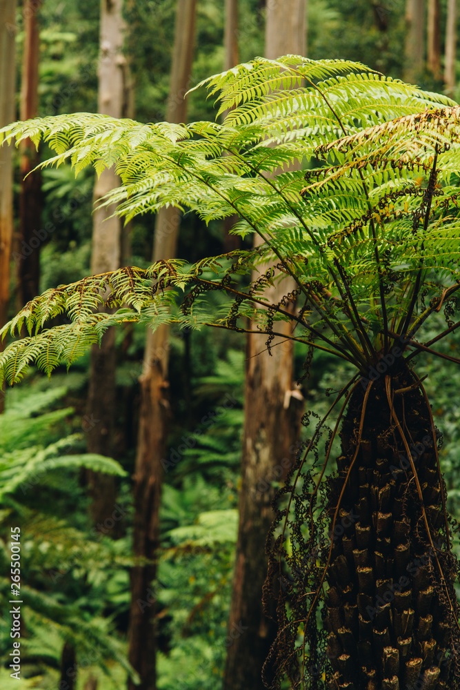 Fototapeta premium hinterland fern on the Gold Coast