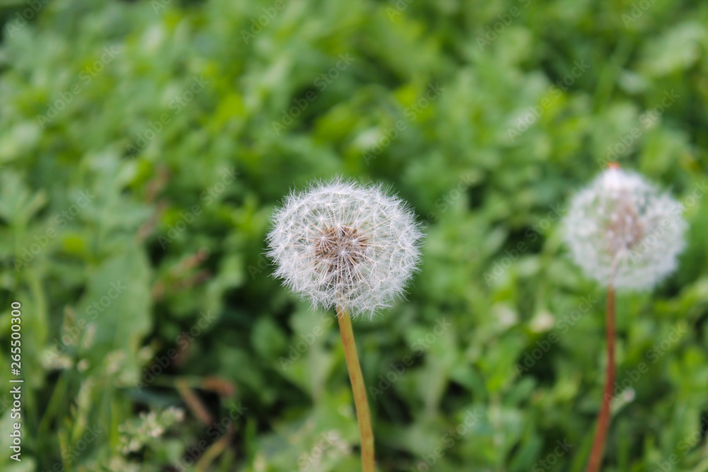 fluff of a dandelion, the July summer garden fluff of a dandelion, the July summer garden