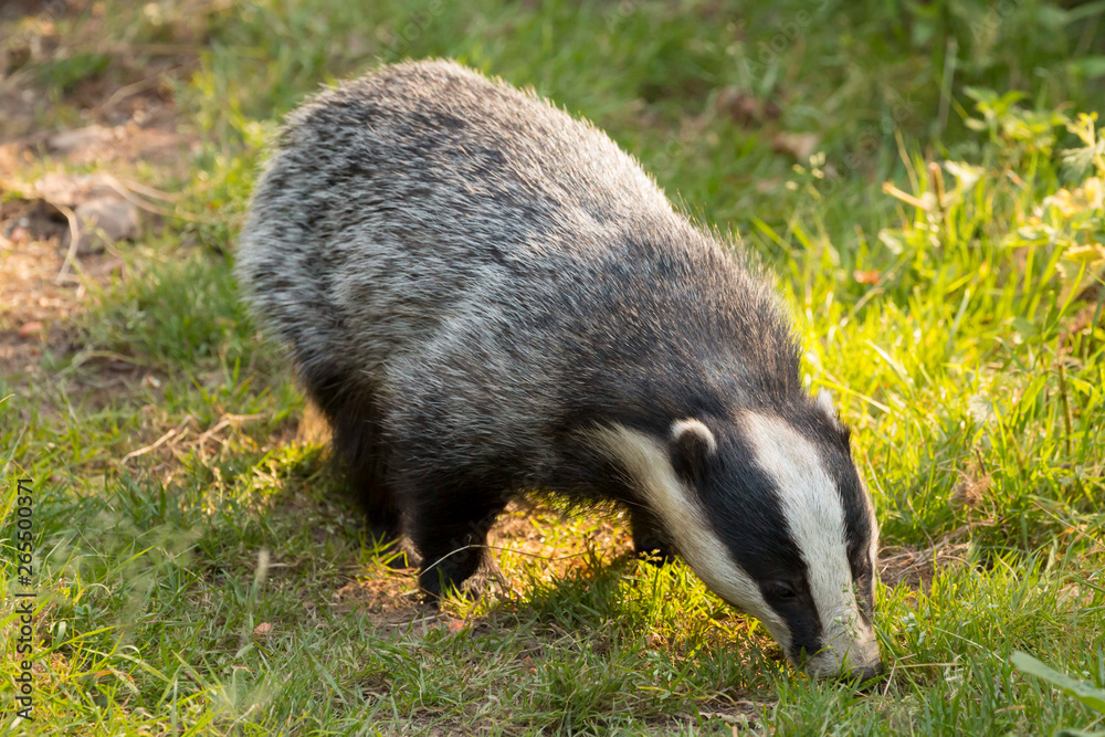 Fototapeta premium A close up of a wild badger (Meles meles). Taken in the West Wales countryside,, Wales, UK