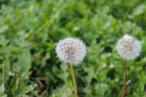 fluff of a dandelion  the July summer garden