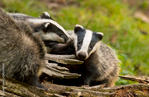 Foto A close up of an adult and baby wild badger (Meles meles)