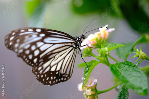 Butterfly getting nectar and pollen from flower on natural background