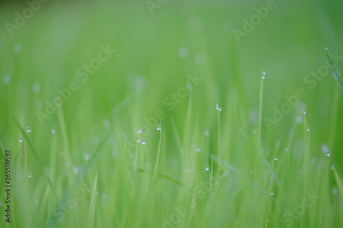 Fresh rice sprouts field with water drops, texture background