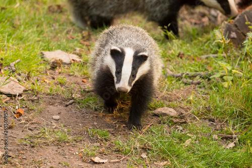 A close up of a wild badger (Meles meles).  Taken in the West Wales countryside,, Wales, UK © Helen Davies