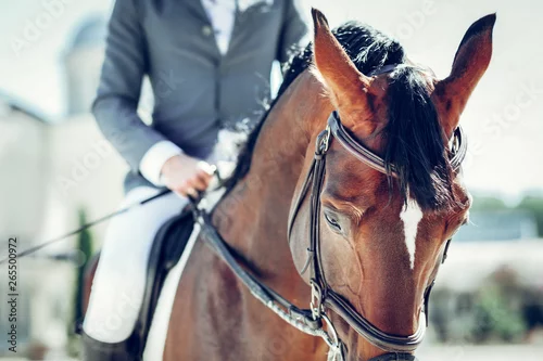 Obraz Selekcyjna ostrość piękny brown koń