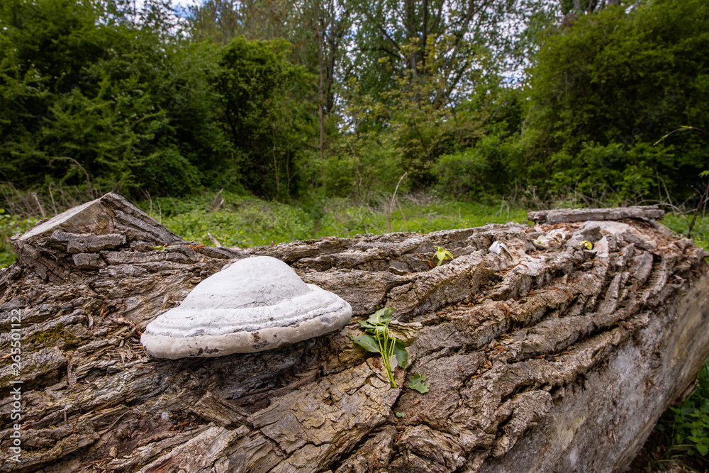 Fototapeta premium Fungus on an old log in the forest