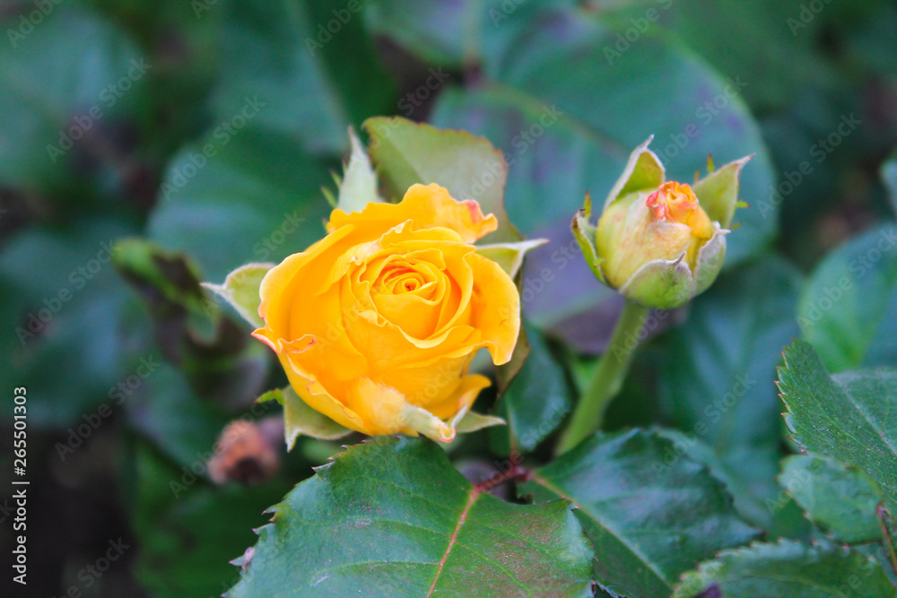 flowers in summer garden, rose flowers in summer garden, rose