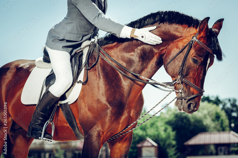 Professional nice male rider stroking his horse