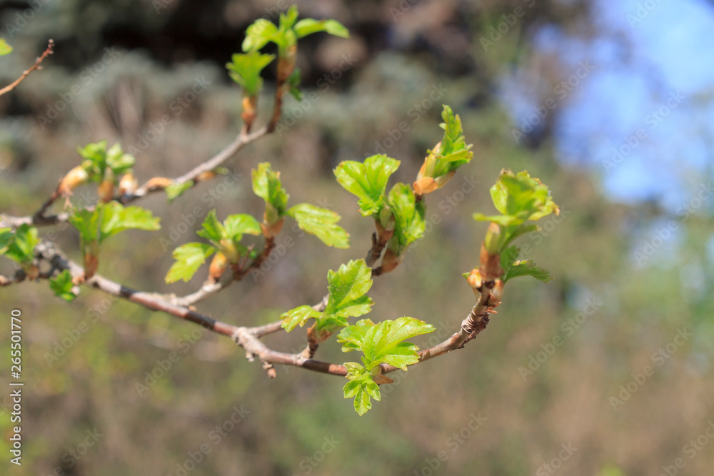 young foliage on trees in early spring young foliage on trees in early spring