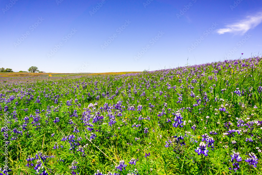 Meadow covered in Sky Lupine (Lupinus nanus) wildflowers, North Table Ecological Reserve, Oroville, California