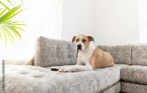 Short Haired Mixed Breed Dog Relaxing on Gray Sofa 
