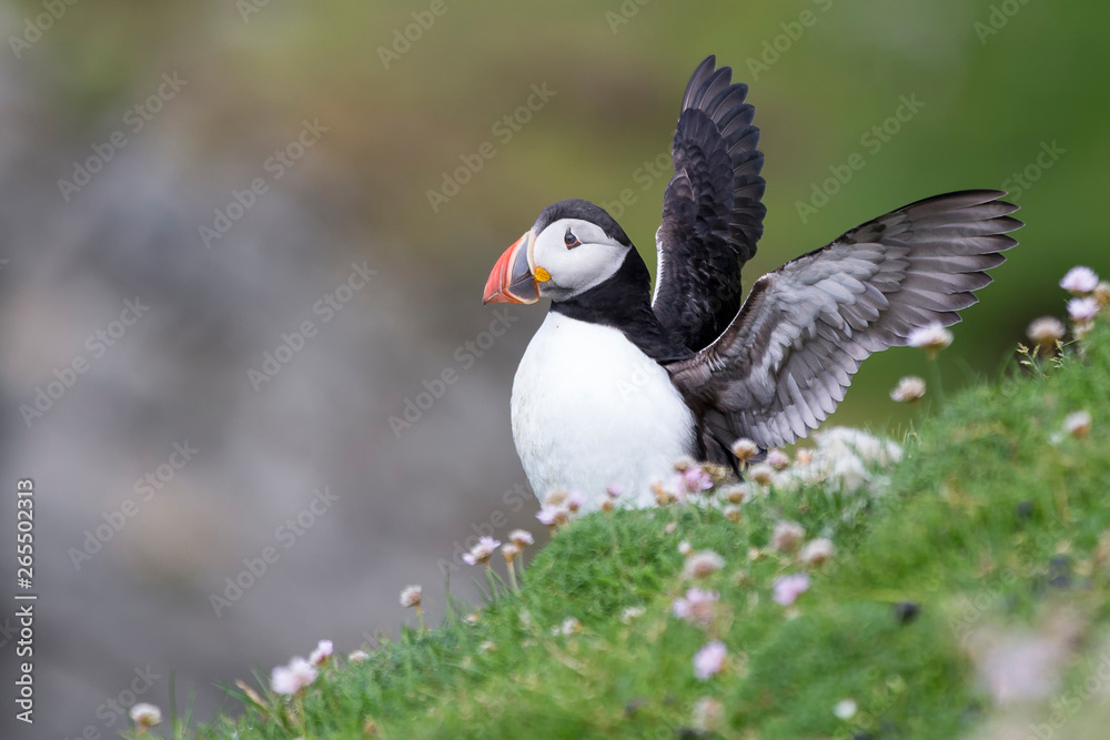 Puffin on Shetland Island resting in green grass and small white flowers Puffin on Shetland Island resting in green grass and small white flowers