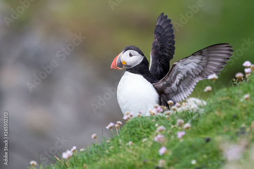 Puffin on Shetland Island resting in green grass and small white flowers