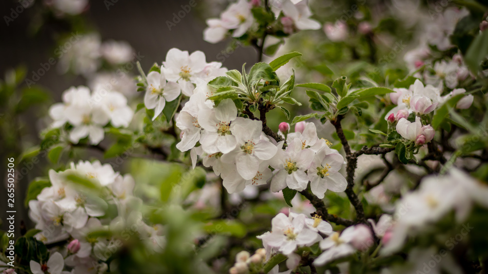 Beautiful branch of spring flowers of apple tree in garden Beautiful branch of spring flowers of apple tree in garden
