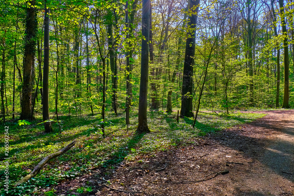 Bäume im Wald werfen ihre Schatten auf den Weg im Gremberger Wald in Köln. Bäume im Wald werfen ihre Schatten auf den Weg im Gremberger Wald in Köln.