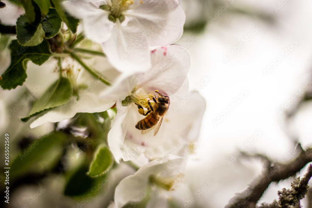 Beautiful branch of spring flowers of apple tree in garden Beautiful branch of spring flowers of apple tree in garden