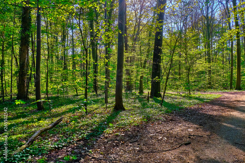 Bäume im Wald werfen ihre Schatten auf den Weg im Gremberger Wald in Köln.