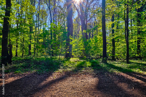 Bäume im lichten Wald die Sonne scheint und lässt die Bäume ihre Schatten auf dem Waldweg im Vordergrund fallen.