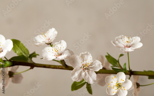 Flowers of fruit trees