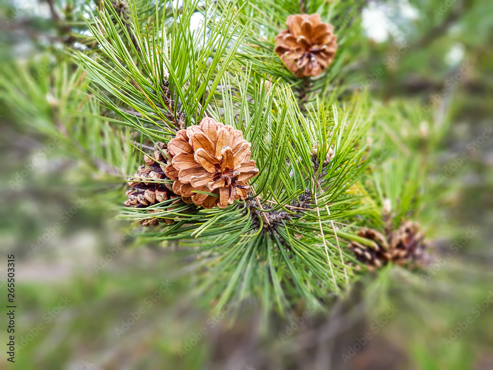 Pine cones and pine needles in spring with bokeh background. Pine cones and pine needles in spring with bokeh background.