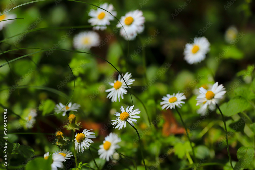 large field of daisies. Flowers background in the spring