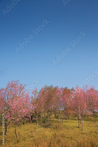Fototapeta Naklejka Na Ścianę i Meble -  Wild Himalayan Cherry in Phu Lom Lo - Loei, Thailand, selective focus (detailed close-up shot)