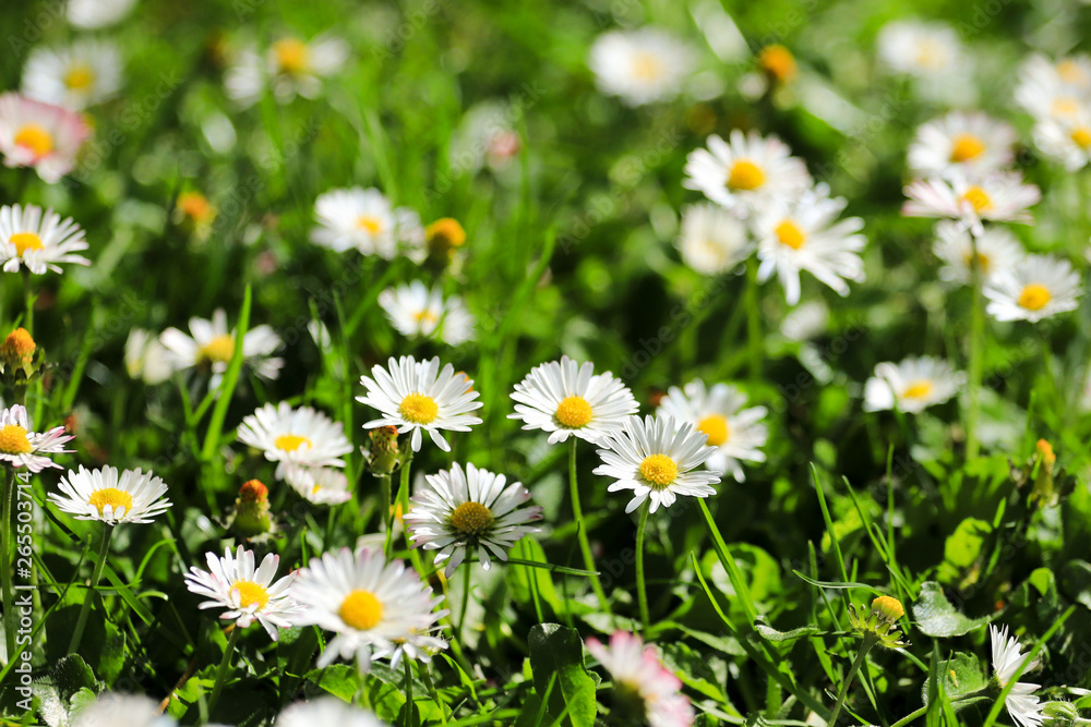 large field of daisies. Flowers background in the spring large field of daisies. Flowers background in the spring