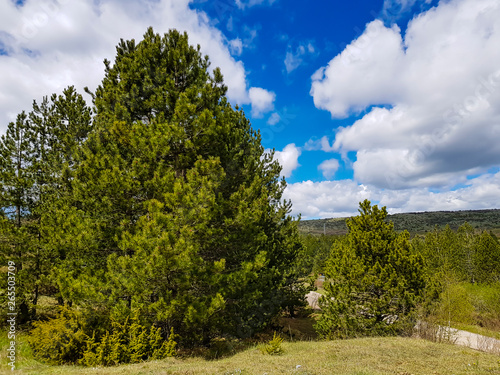 Green trees and bushes on a mountain with blue cloudy sky background.