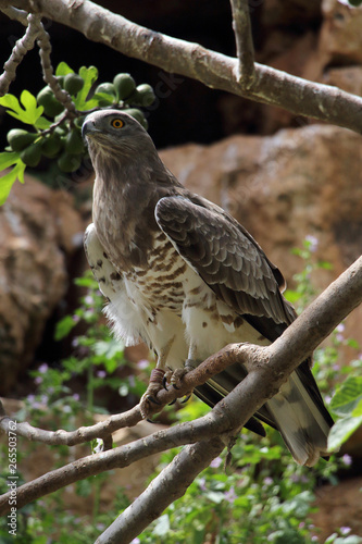 Falcon sits on the branches of a tree