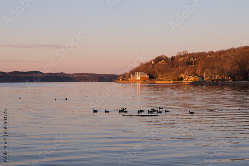 Fototapeta Naklejka Na Ścianę i Meble -  Flock of Canada geese floating on the calm blue water of the St. Lawrence River during an early spring morning, Cap-Rouge area, Quebec City, Quebec, Canada