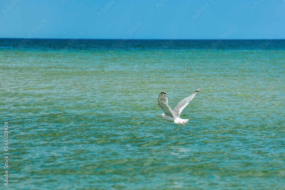The seagull flies over the sea water in search of prey. The seagull flies over the sea water in search of prey.