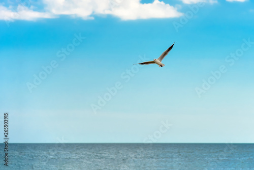 Seagull flying over sea water against a blue sky