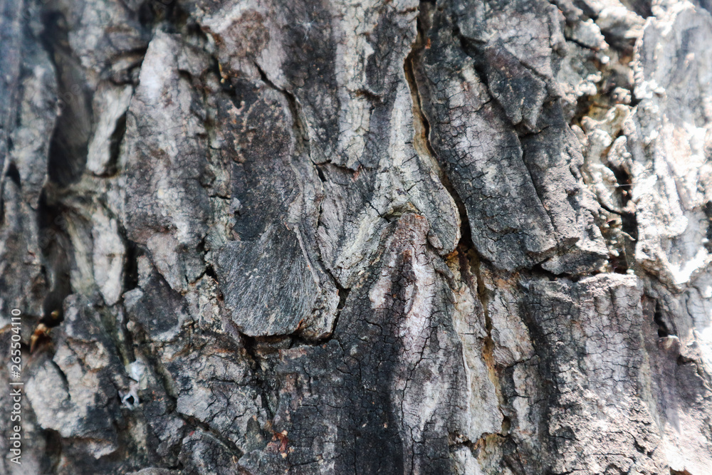 Beautiful closeup textures abstract bark tree and wood background 